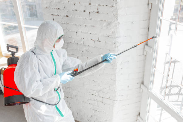 Why You Should Choose Our Mold Remediation Services in Paradise Hills, NM